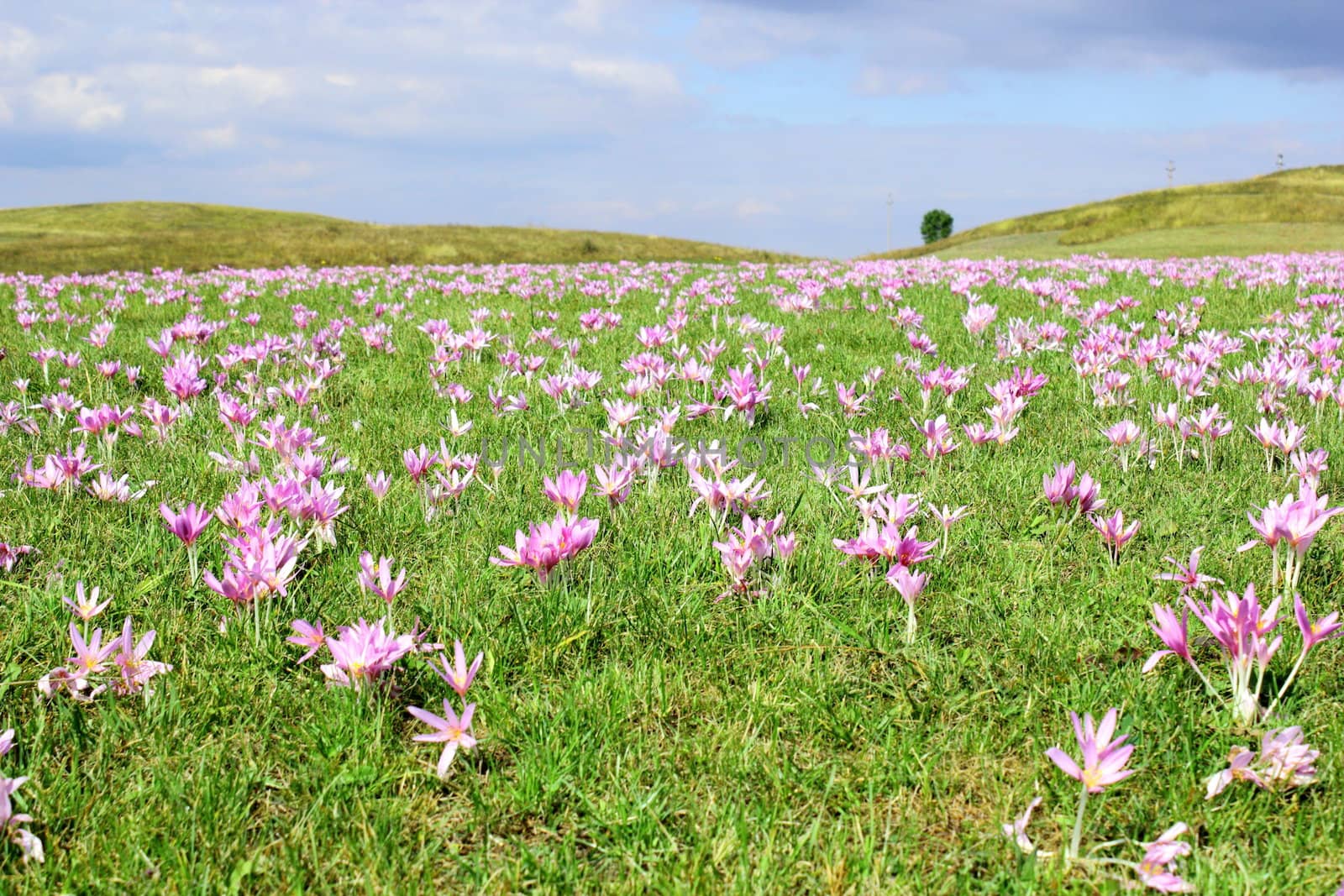 field of autumn crocus by taviphoto