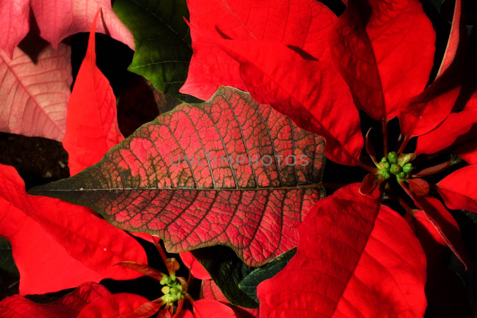 Red Poinsettia Leaves and Stamen