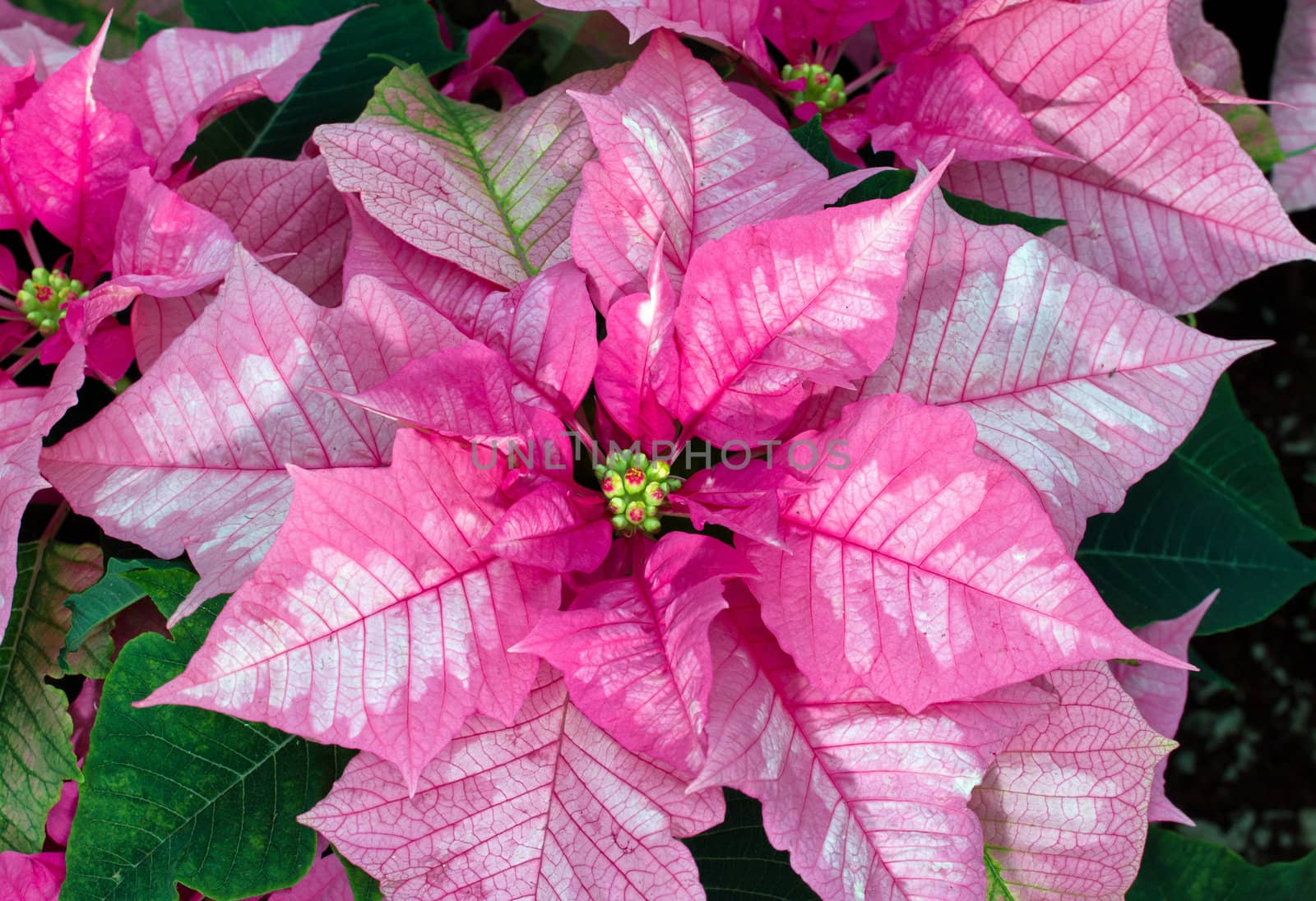 Pink Poinsettia by wolterk