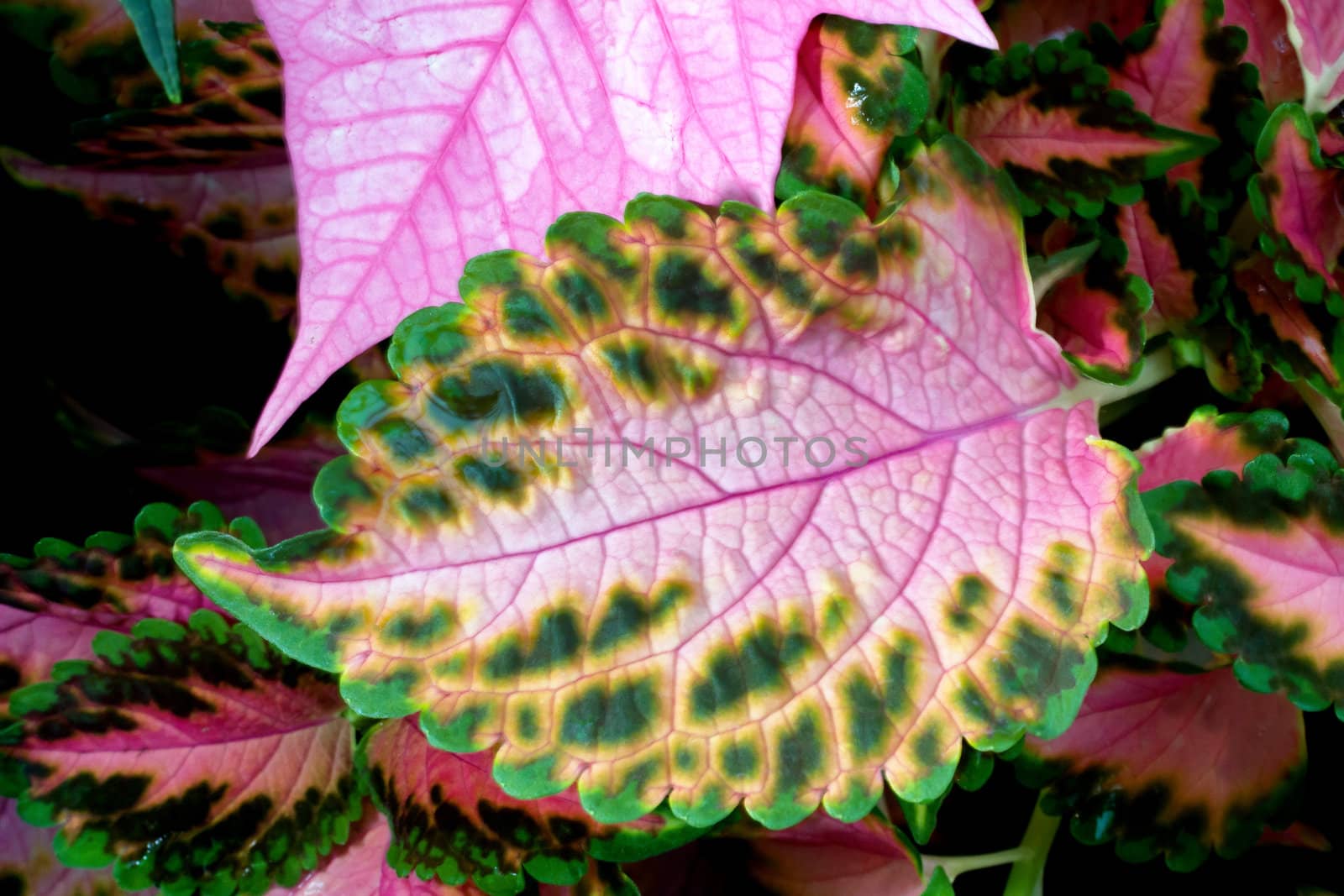 Multi-color Pastel Coleus Leaf Extreme Macro