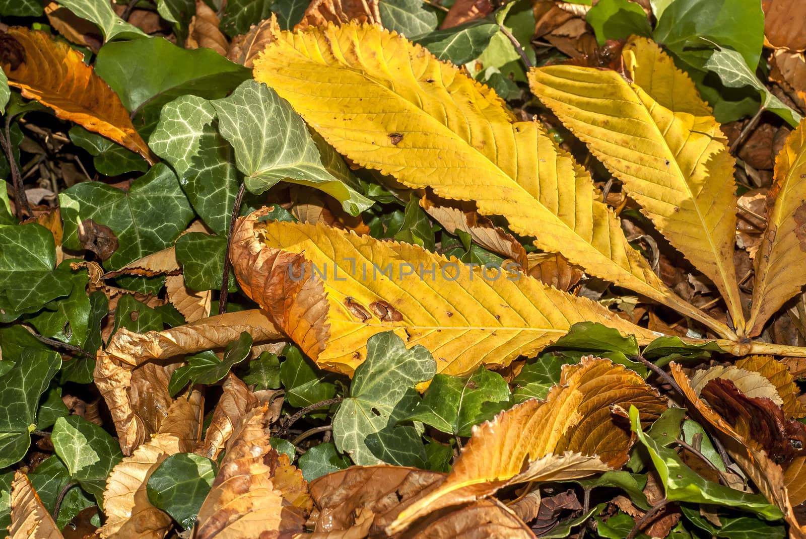 Fallen autumn yellow leaves green ivy closeup as background