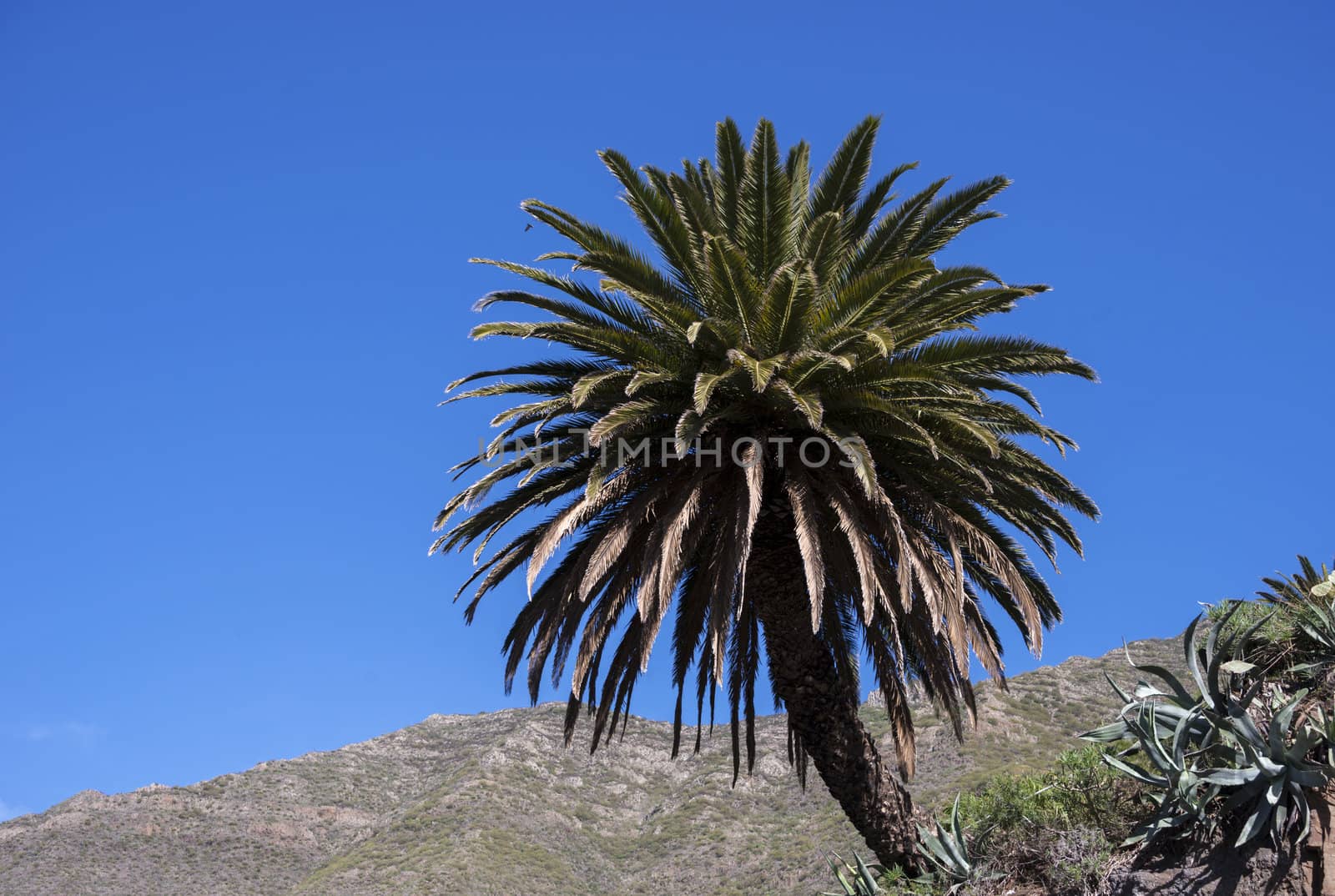 palmtree at the mountains in Tenerife