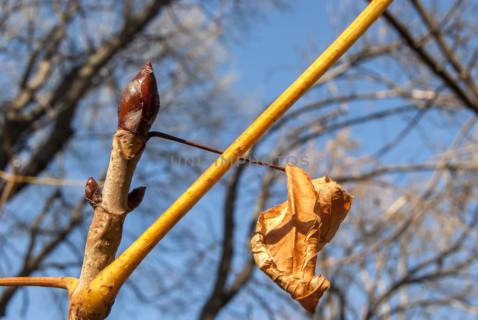 Tree bud and dry leaf in sunny autumn day