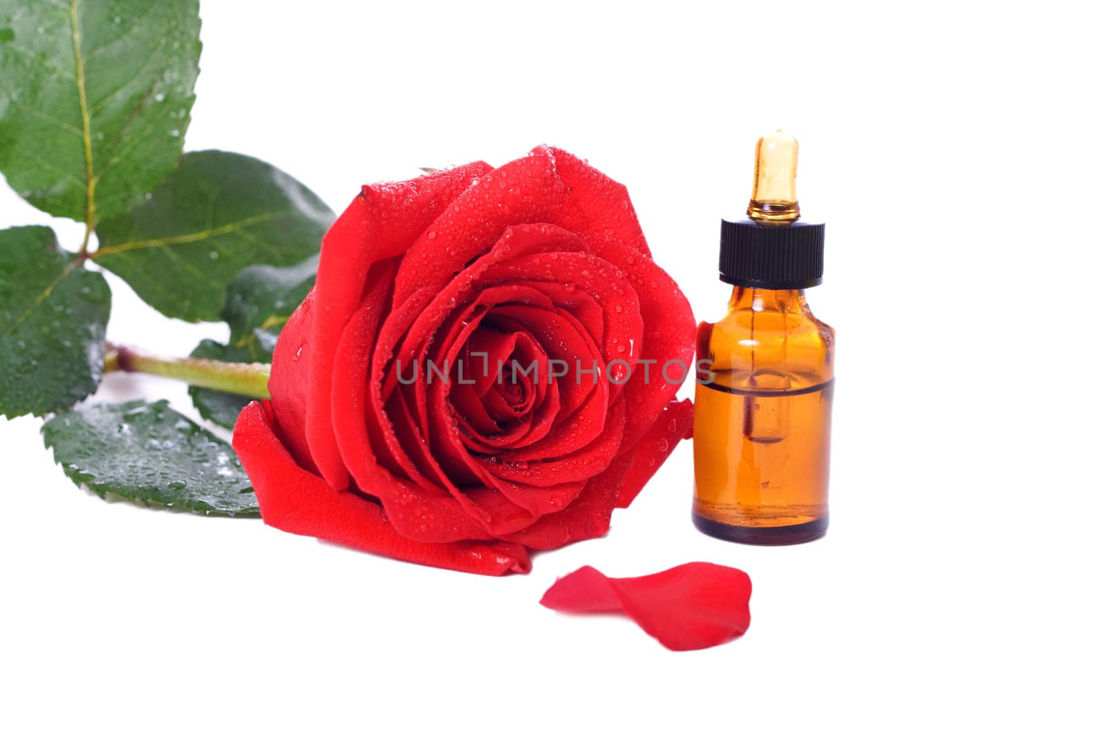 Bottles of essential oil and red rose isolated