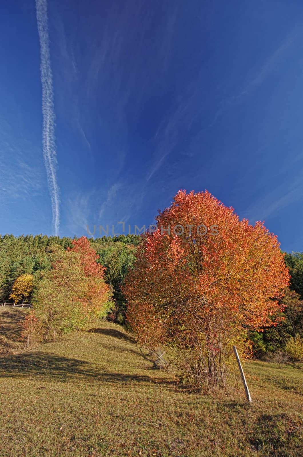 Autumn tree with the forest behind