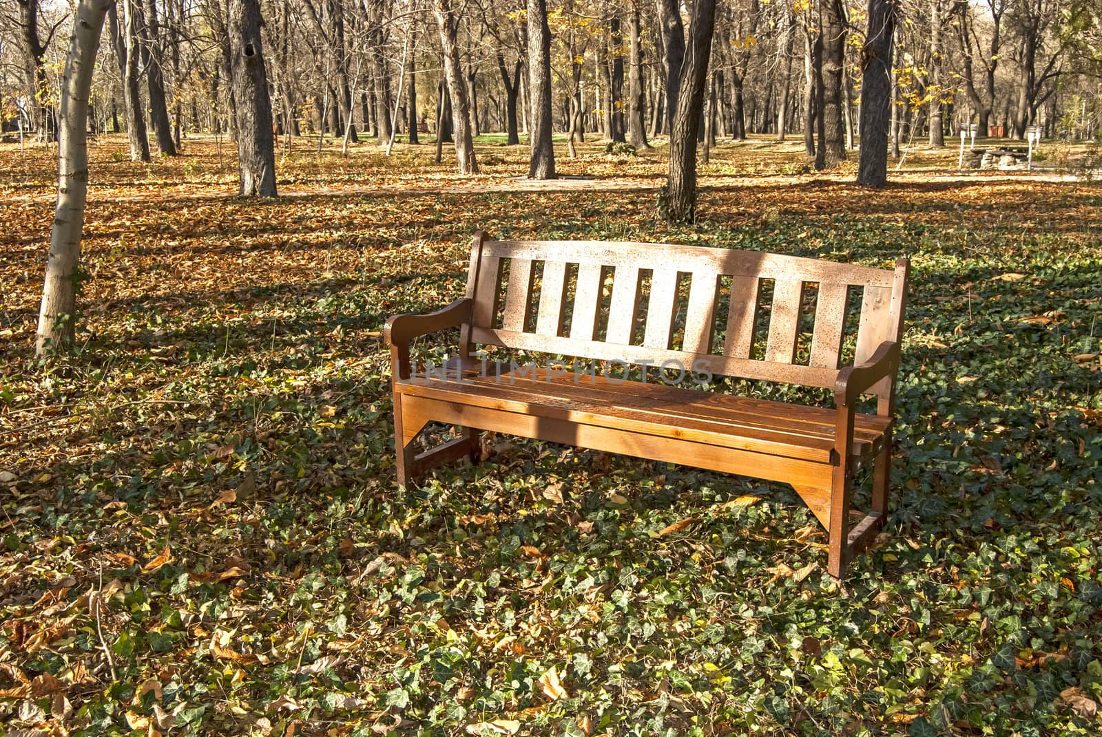 Wooden bench in park by varbenov