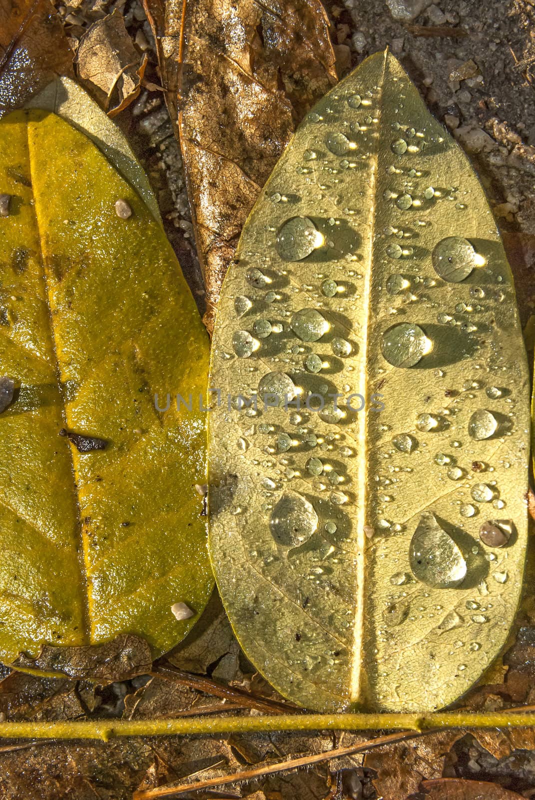 Fallen autumn wet leaves rain drops closeup as background