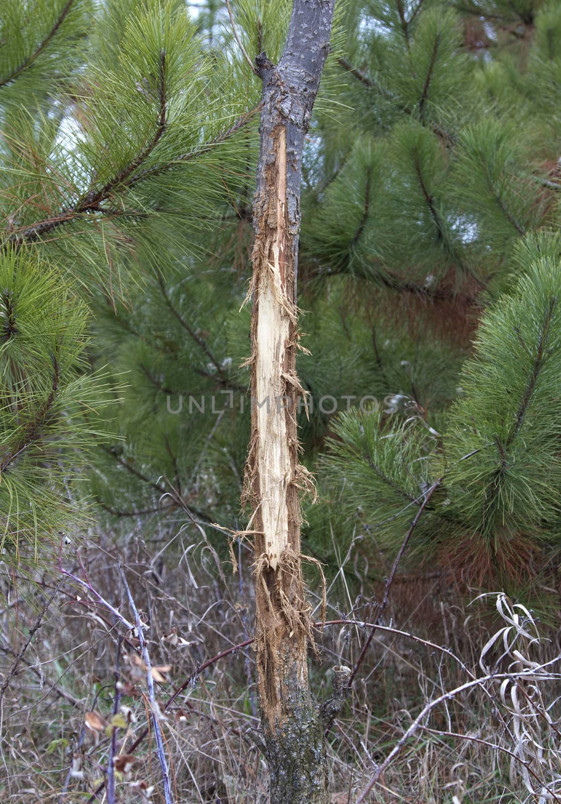 Small tree is rubbed by a buck s antlers during the rutting season