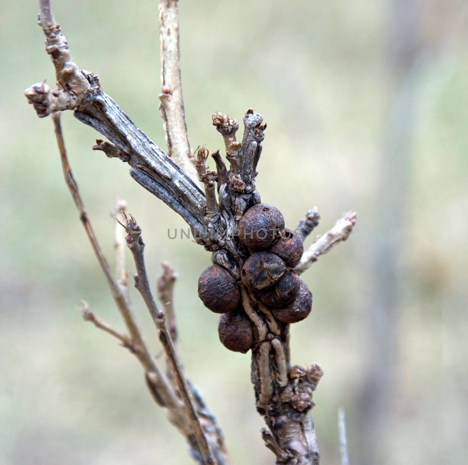 Oak apple gall on an oak tree caused by a cynipid wasp