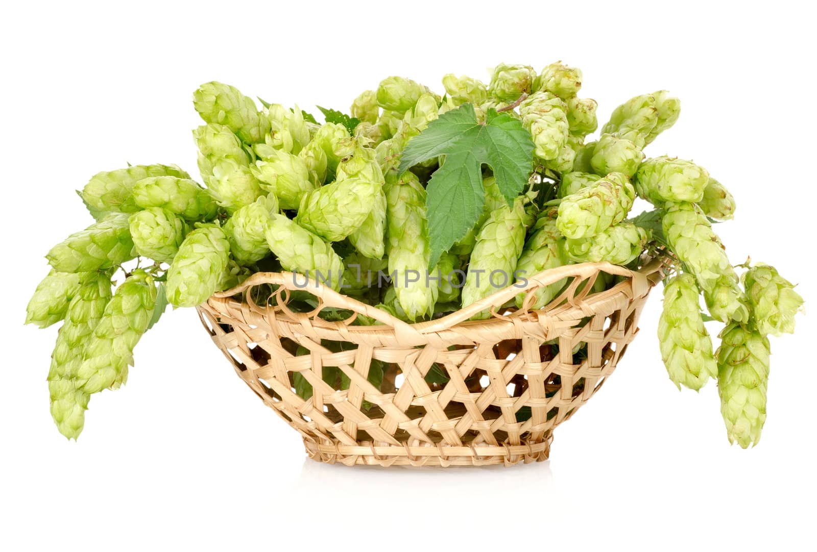 Hops in a wooden basket isolated on white background