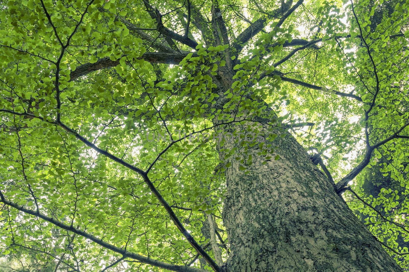 giant and powerful ginkgo tree grow up by summer time