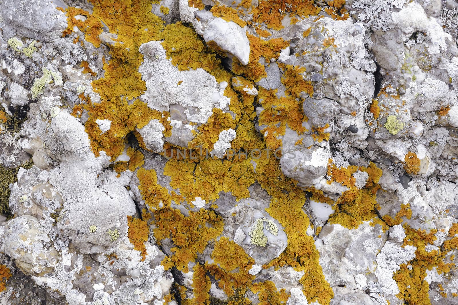 red lichen on the gray stone background; focus on central part