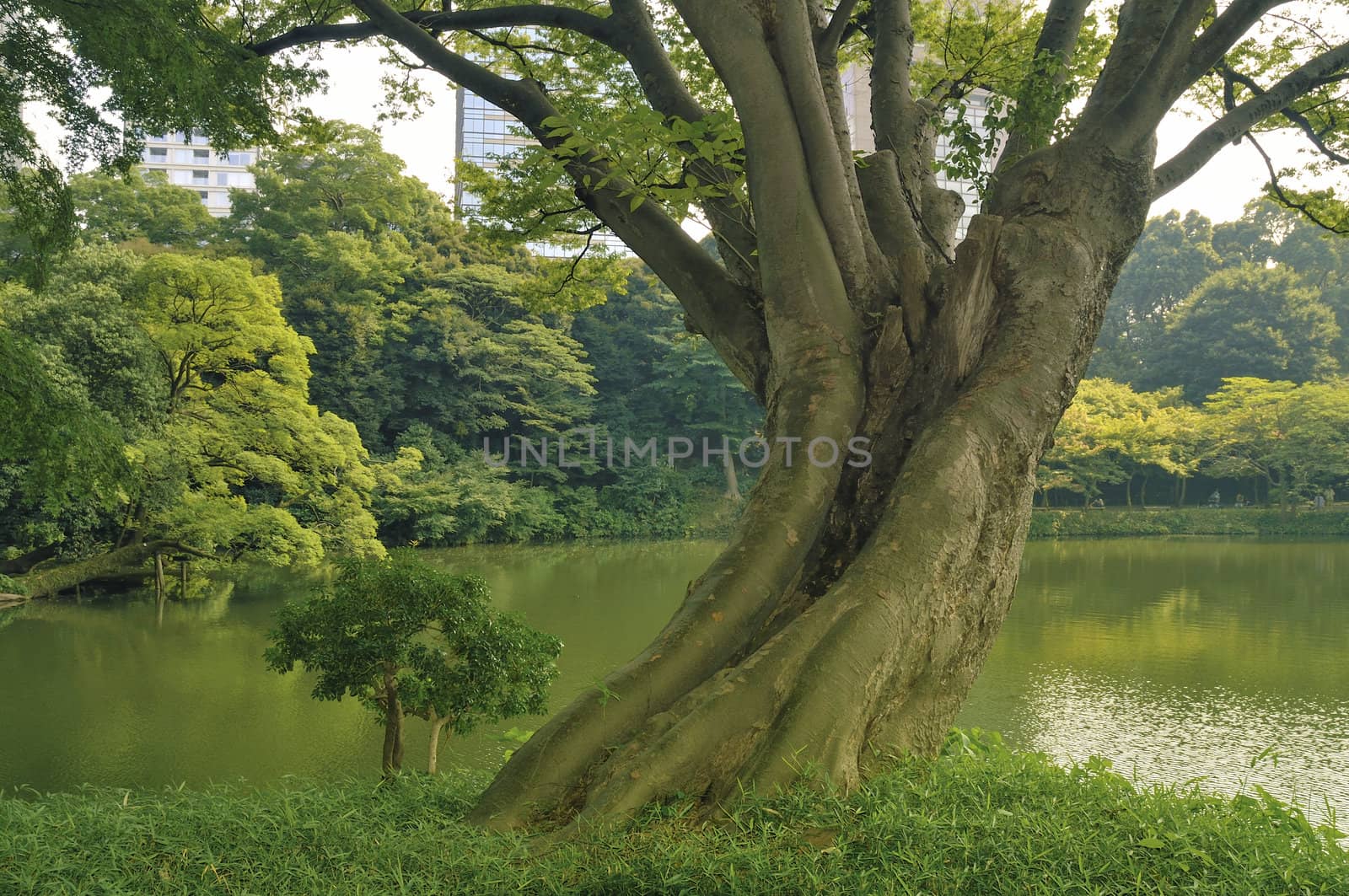 giant scenic tree over pond waters in famous Tokyo park Korakuen at hot bright summer day