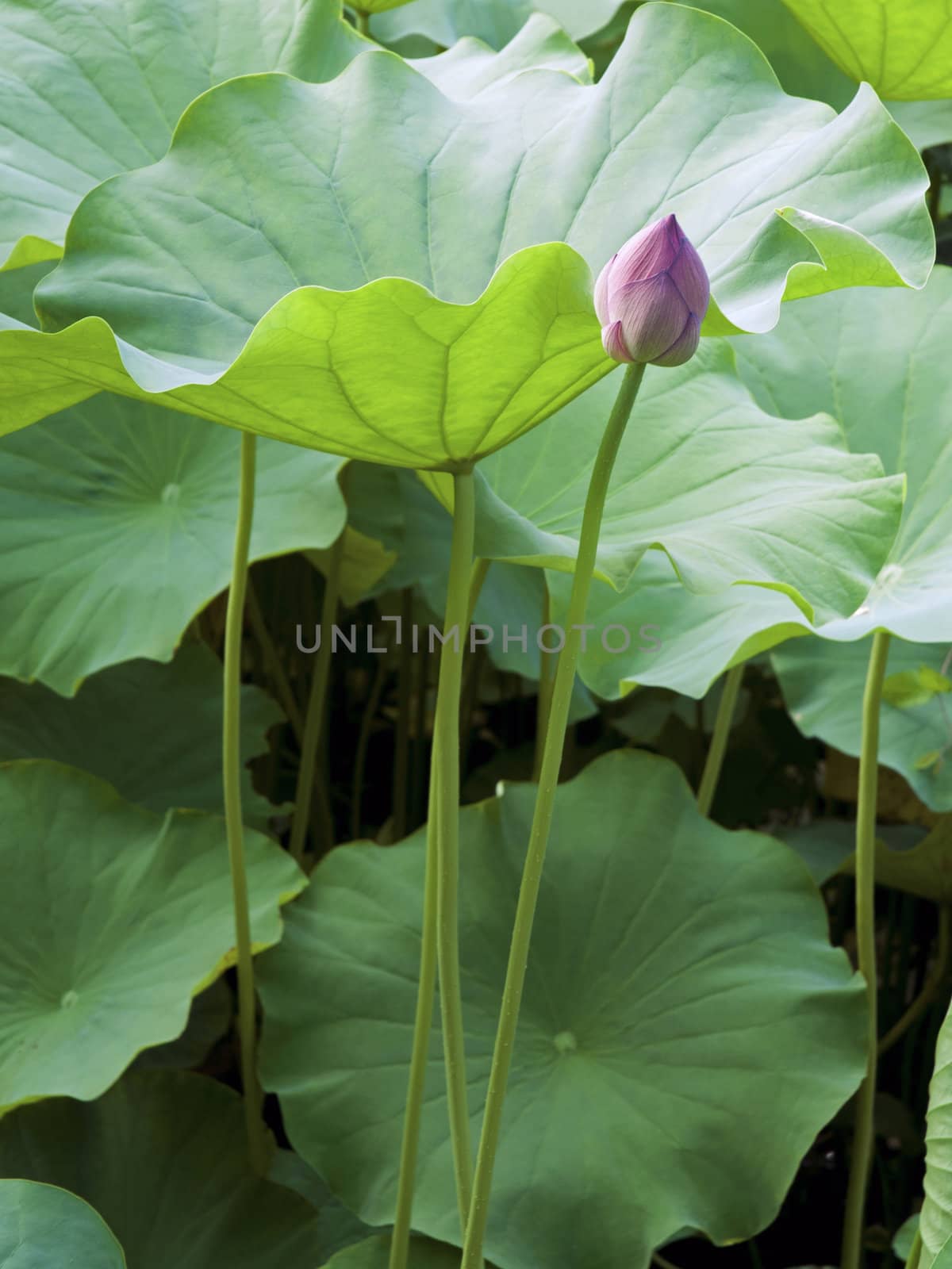 pink lotus bud with many big green leafs around