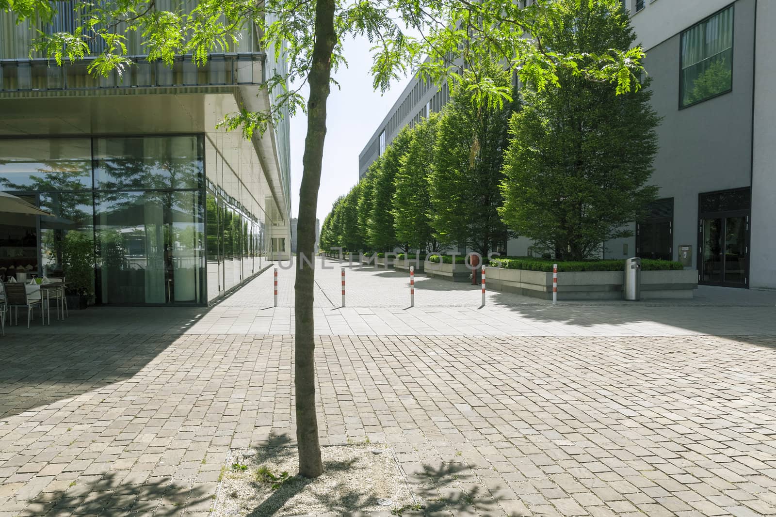 modern city square by sunny day between office buildings with green tree on foreground