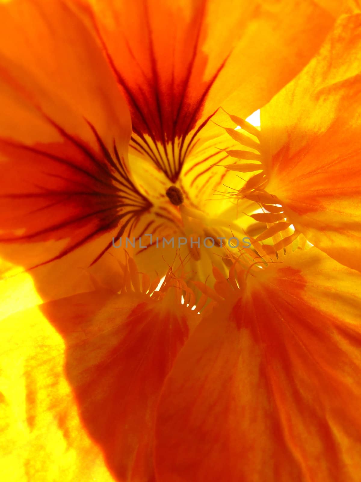 nasturtium flower centre as a background