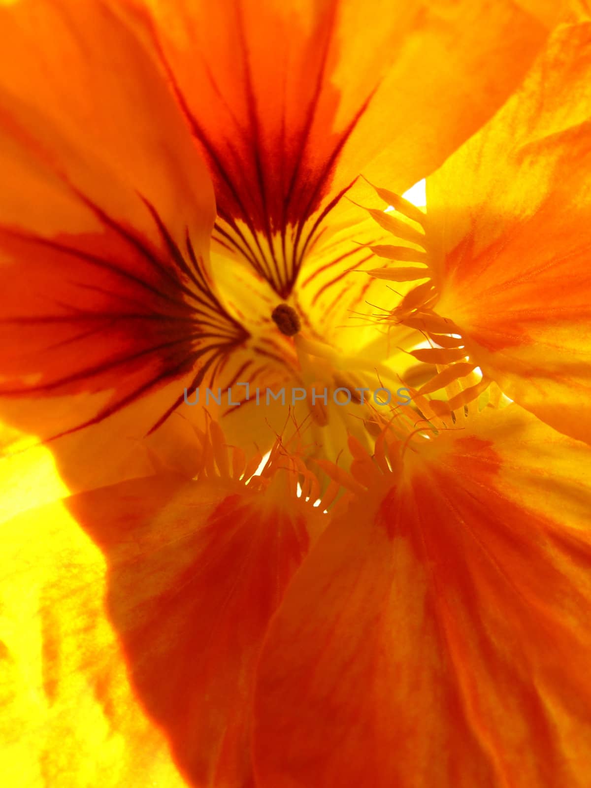 nasturtium stamens by gazmoi