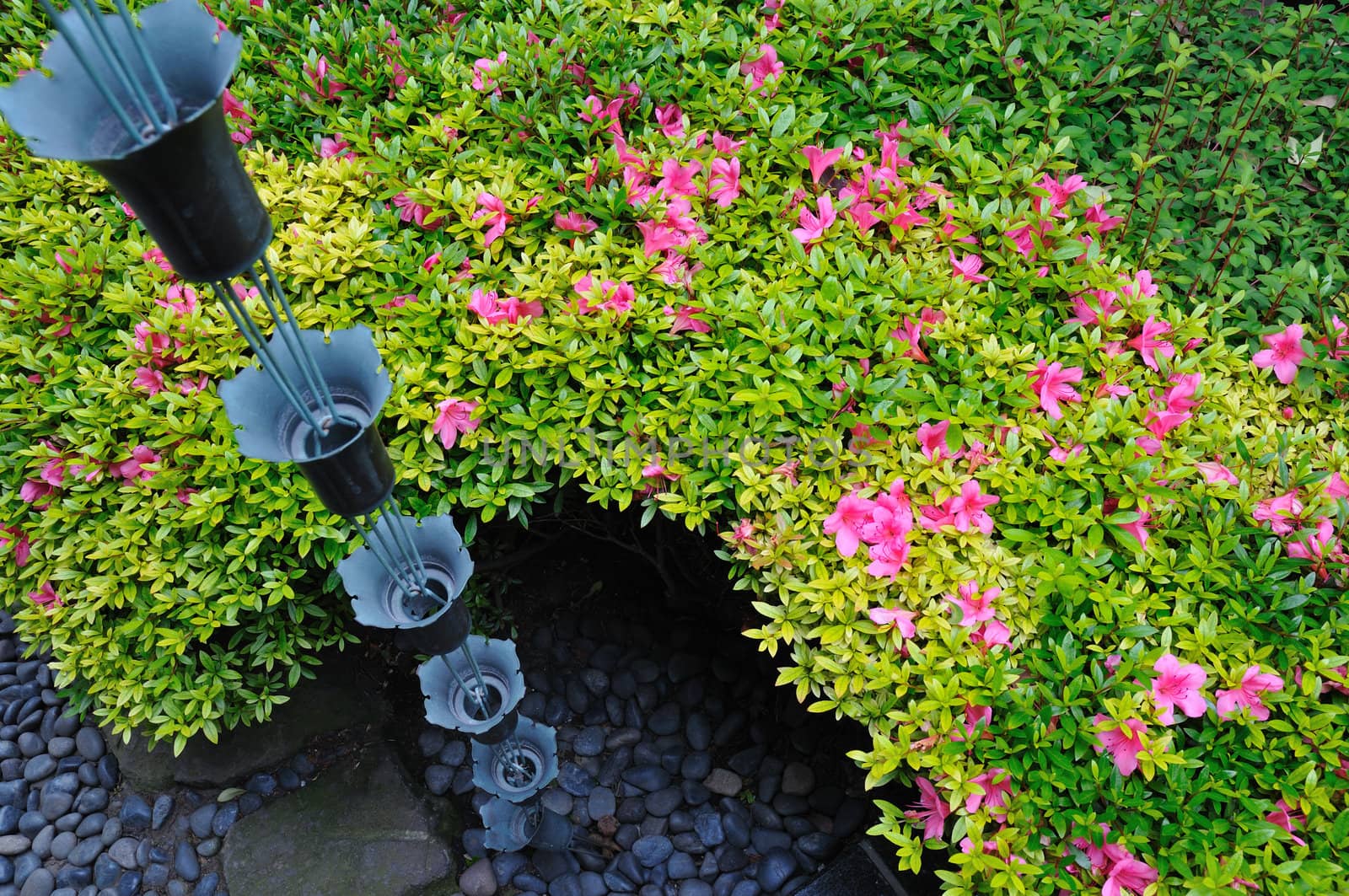 blossom azalea flowers around hanged up traditional metallic bells used for rain waters way-out in japanese zen garden