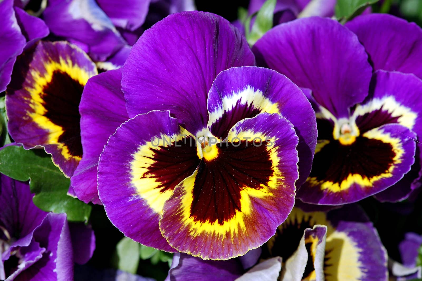 Purple and yellow pansy flowers