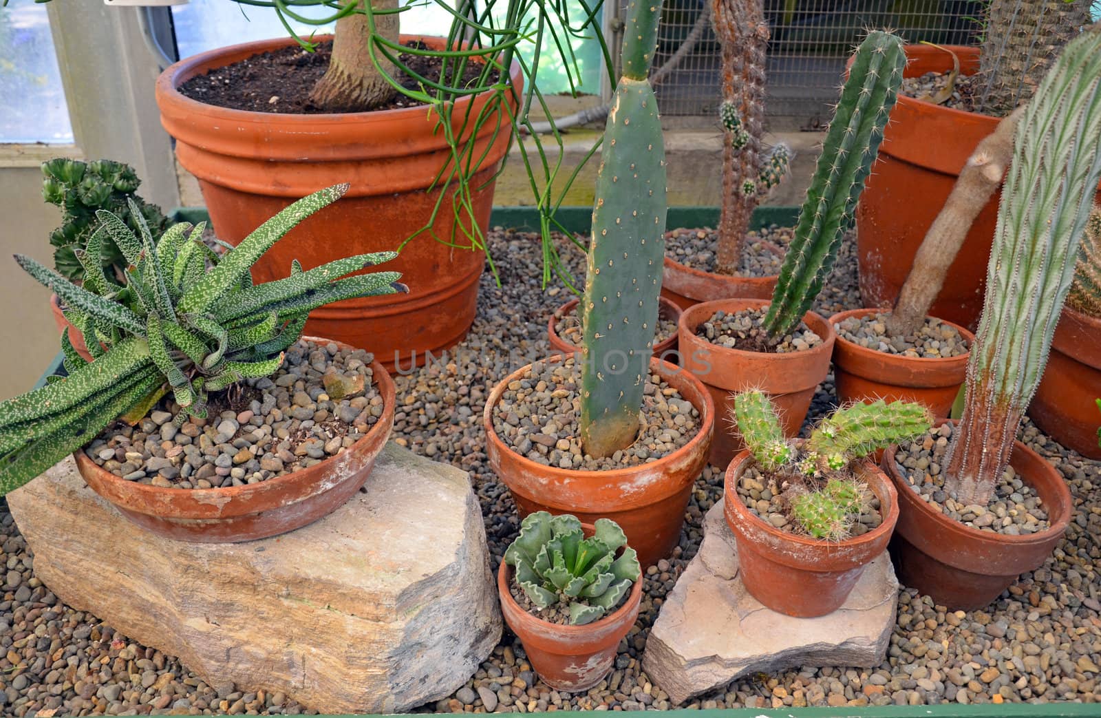 Greenhouse full of cactus plants