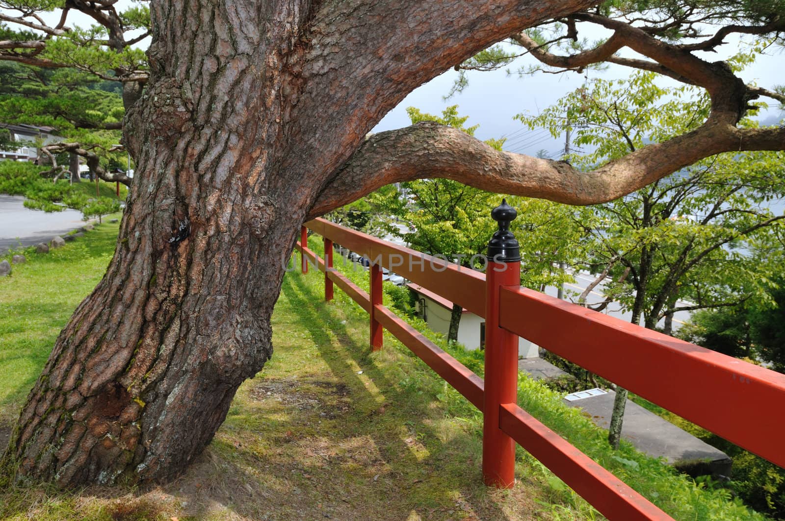 scenic pine tree with red fence near the Japanese temple;
 focus on tree