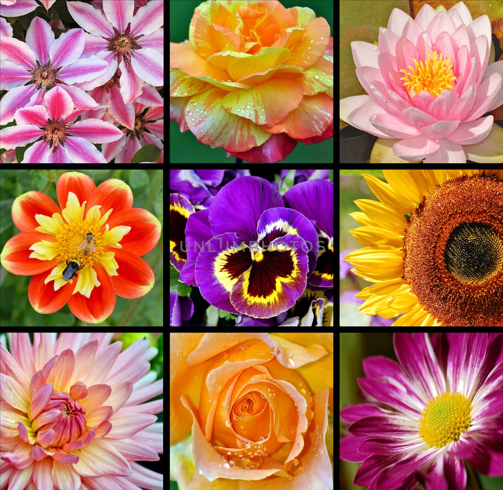 Collage of colorful spring flowers