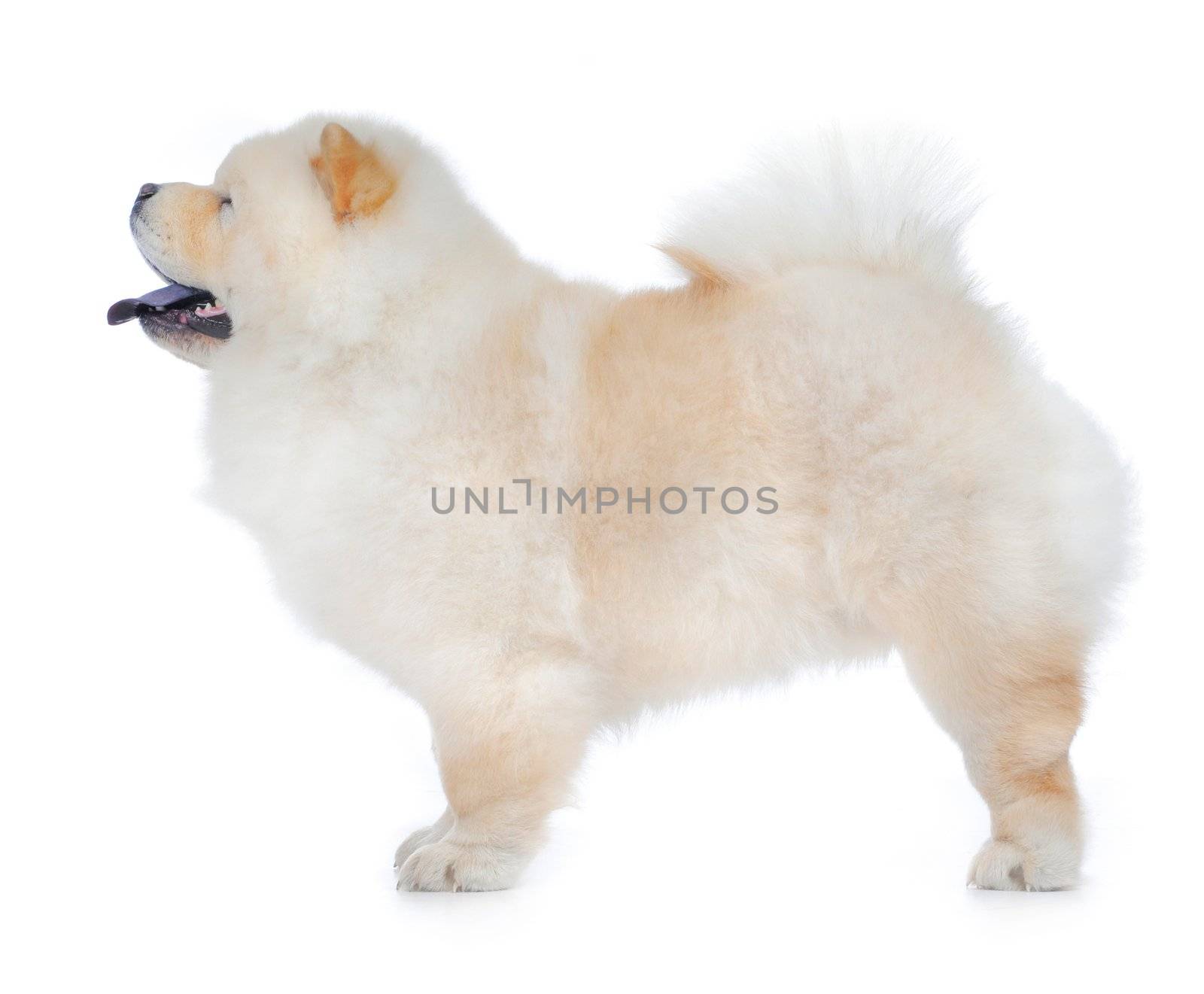 White Chow-Chow in studio on white background