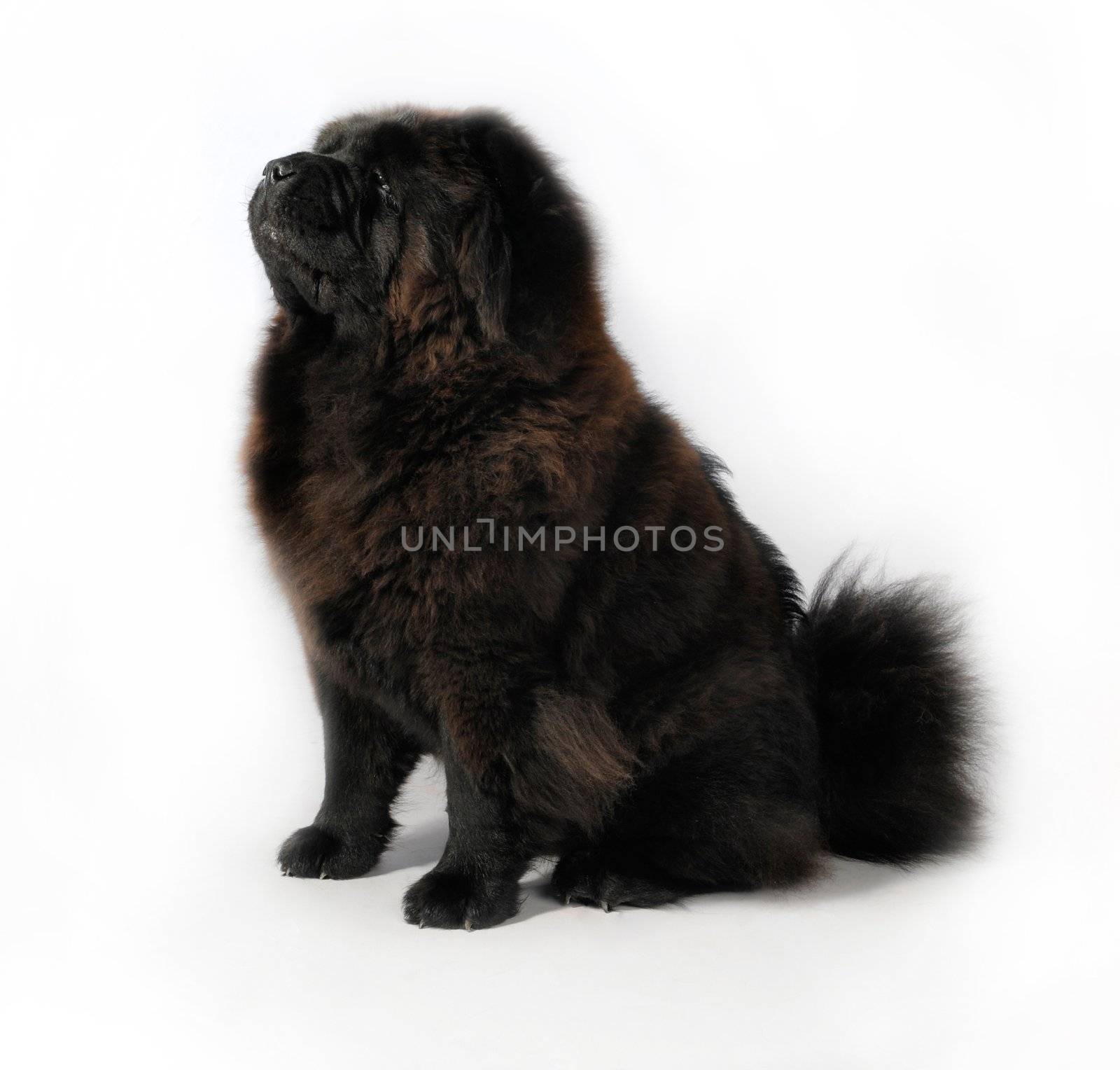 Black Chow-Chow in studio on white background