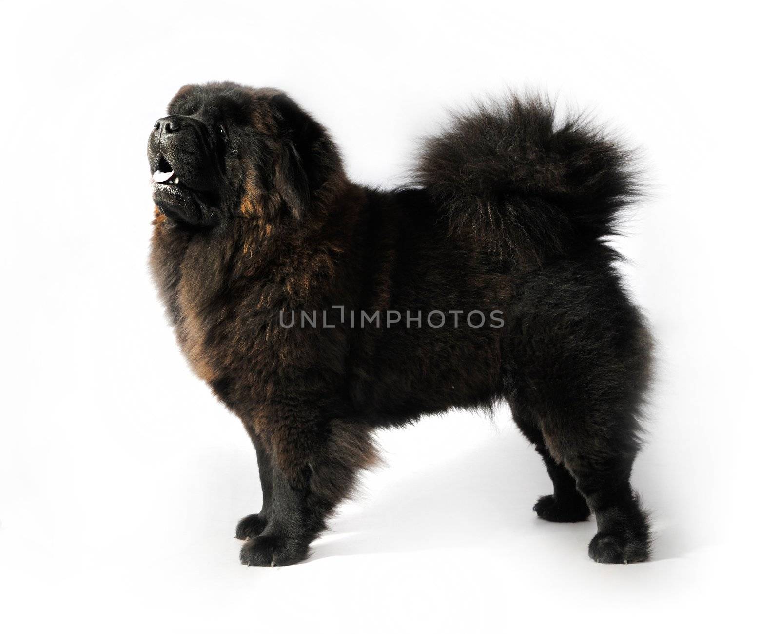 Black Chow-Chow in studio on white background