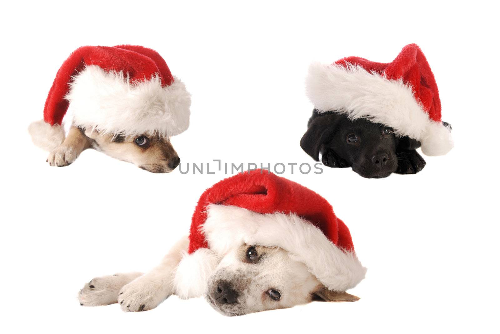 Three puppies in Santa Hats on White, Christmas theme.