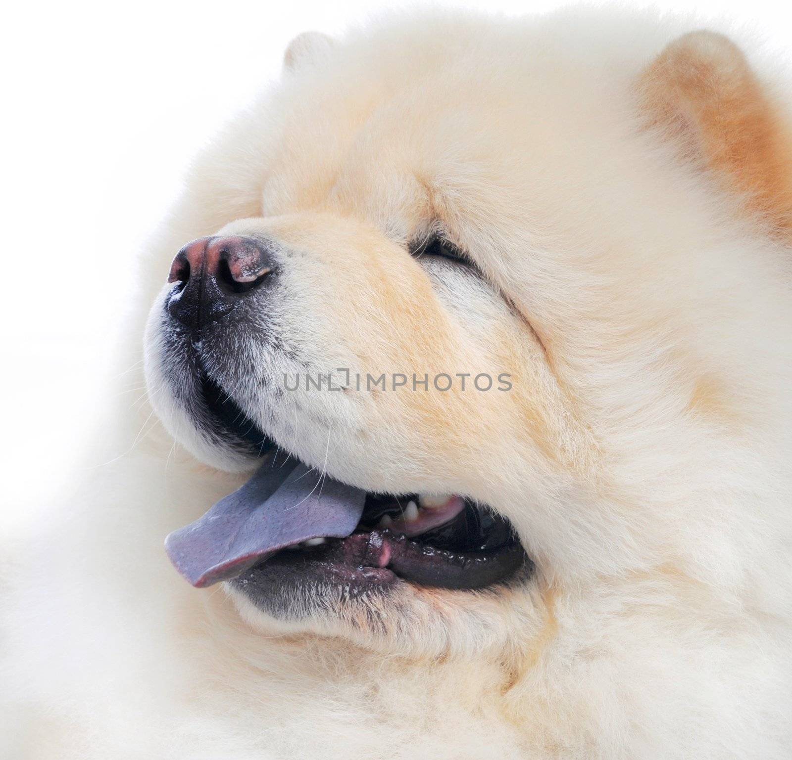White Chow-Chow in studio on white background