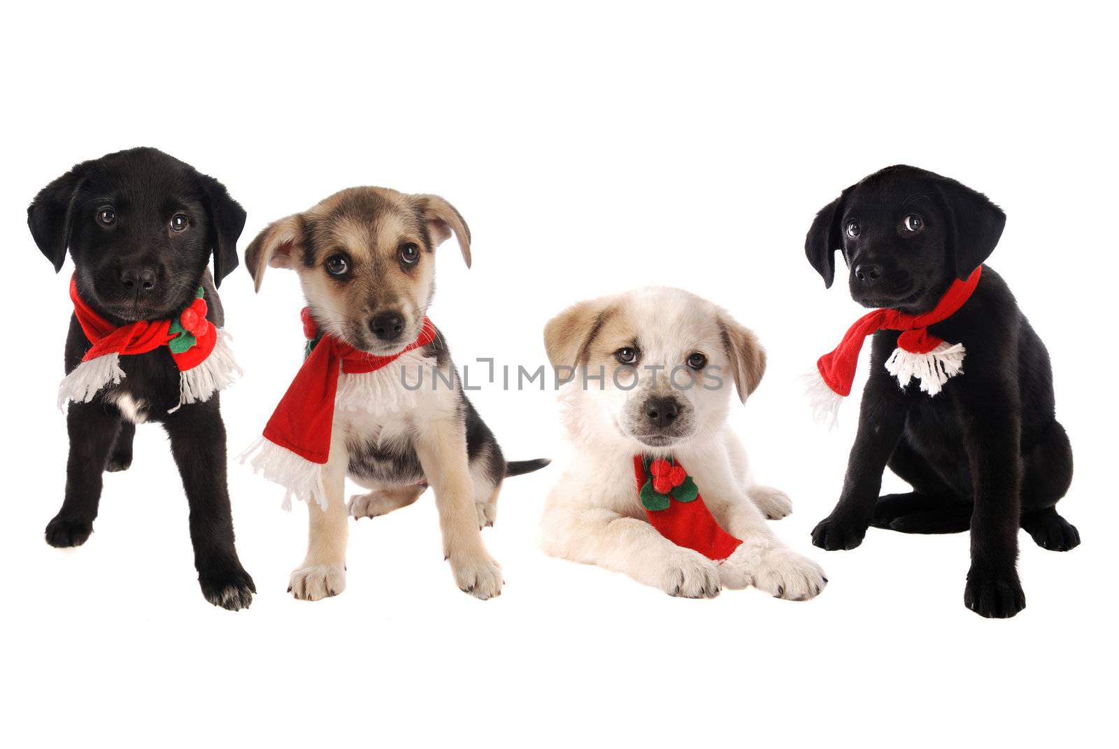 Four puppies in Holiday scarves on white, Christmas theme.