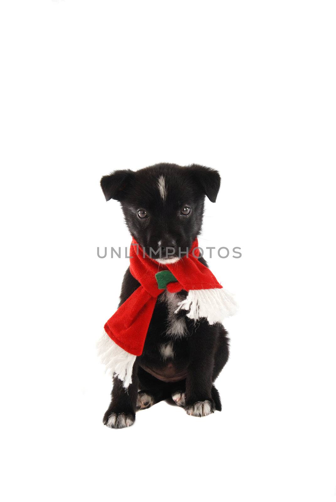 A black and white puppy wearing a holiday scarf, Christmas theme.