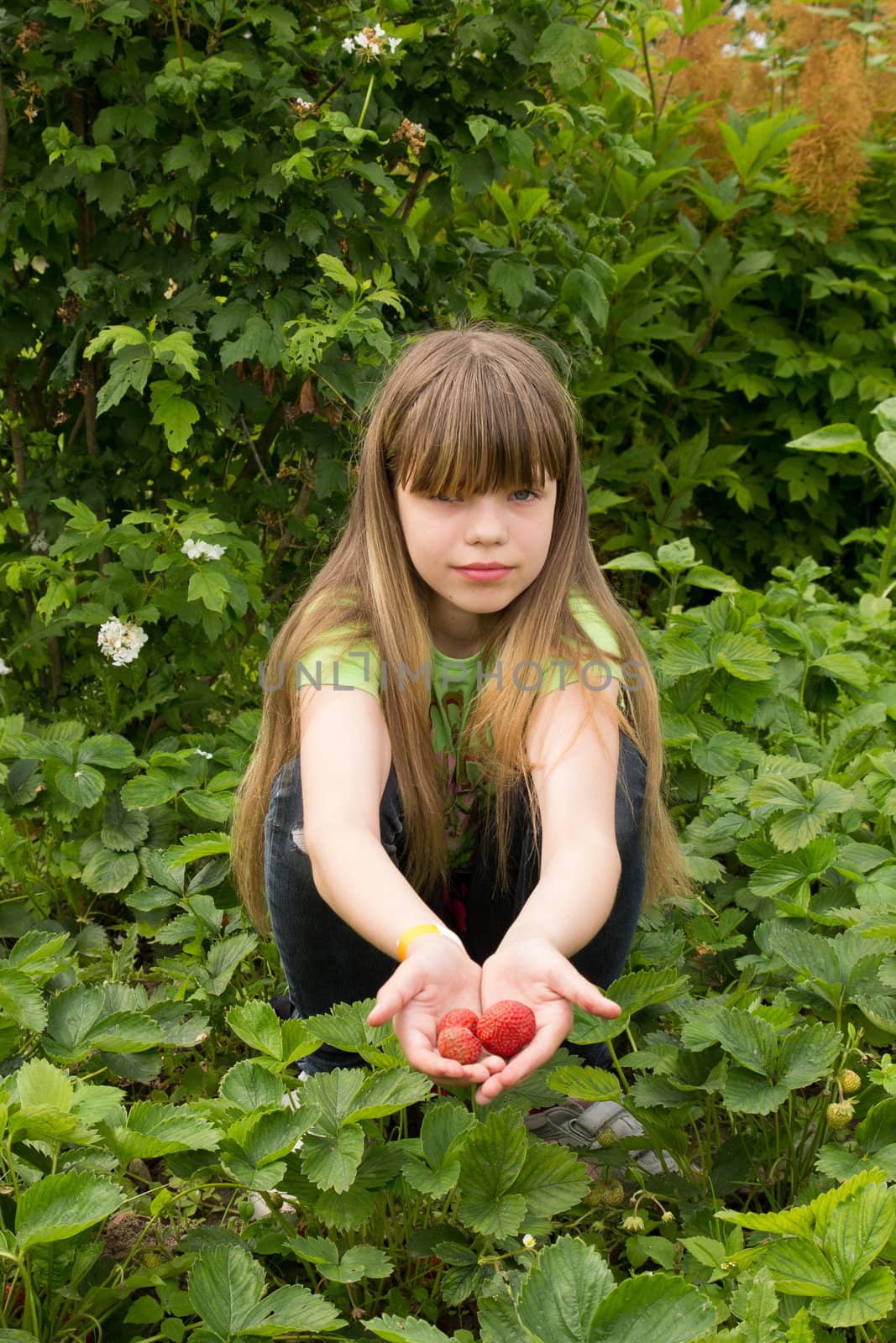 young girl working in the garden, harvesting strawberries