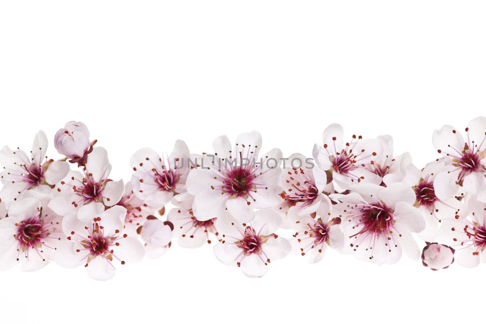 Border of beautiful cherry blossom flowers on white background