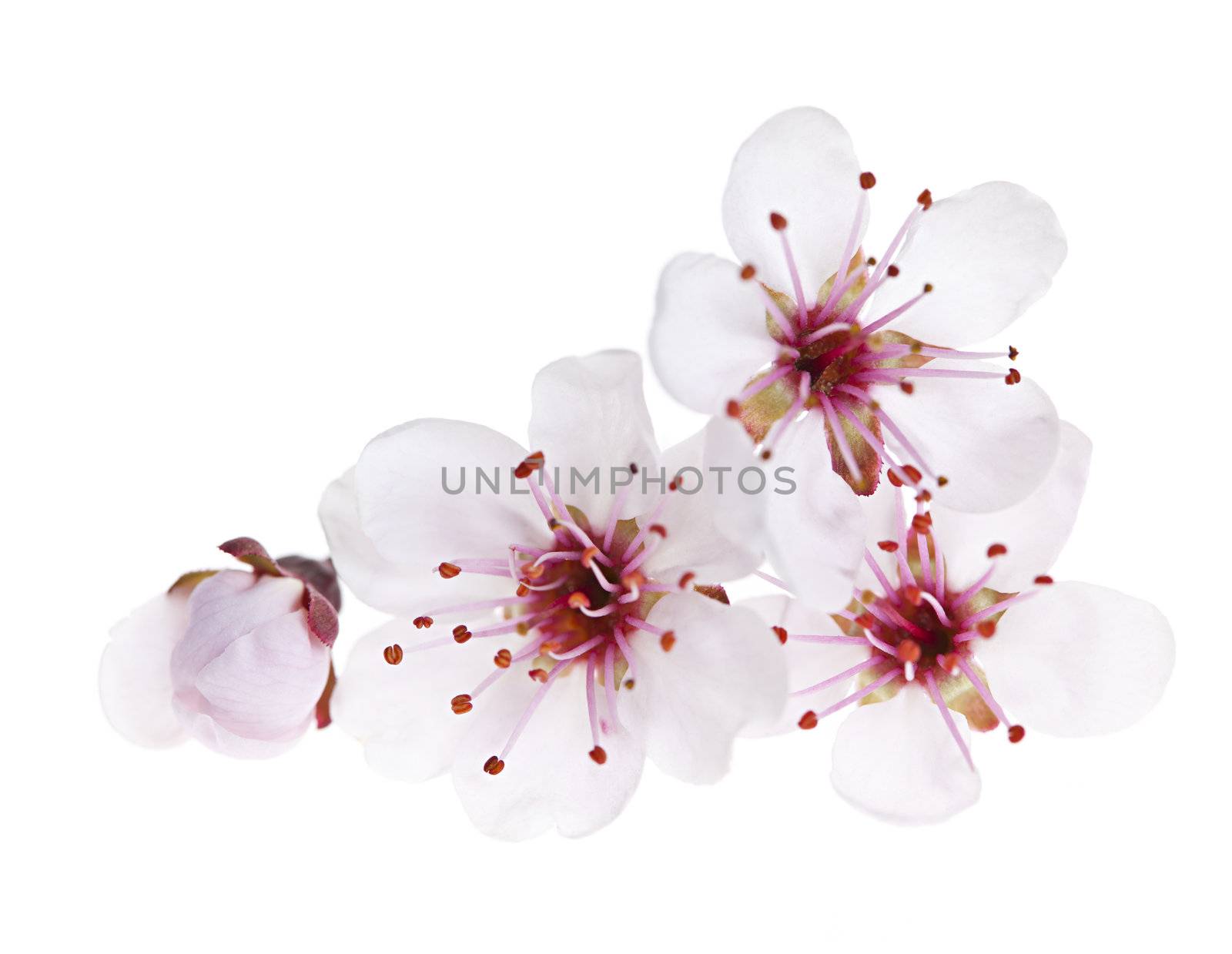 Cherry blossom flowers close up isolated on white background