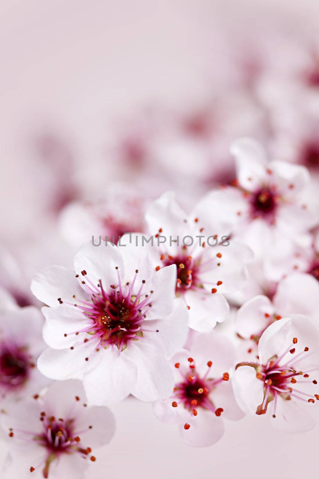 Cherry blossoms by elenathewise