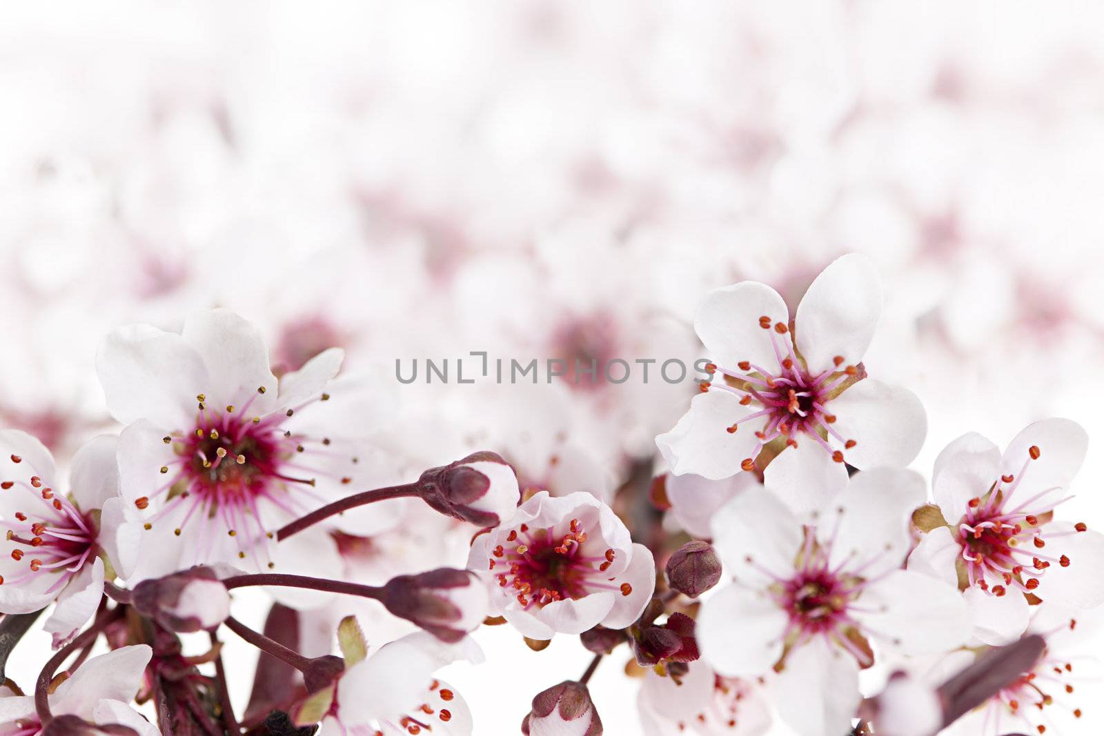 Beautiful pink cherry blossom flowers blooming in spring