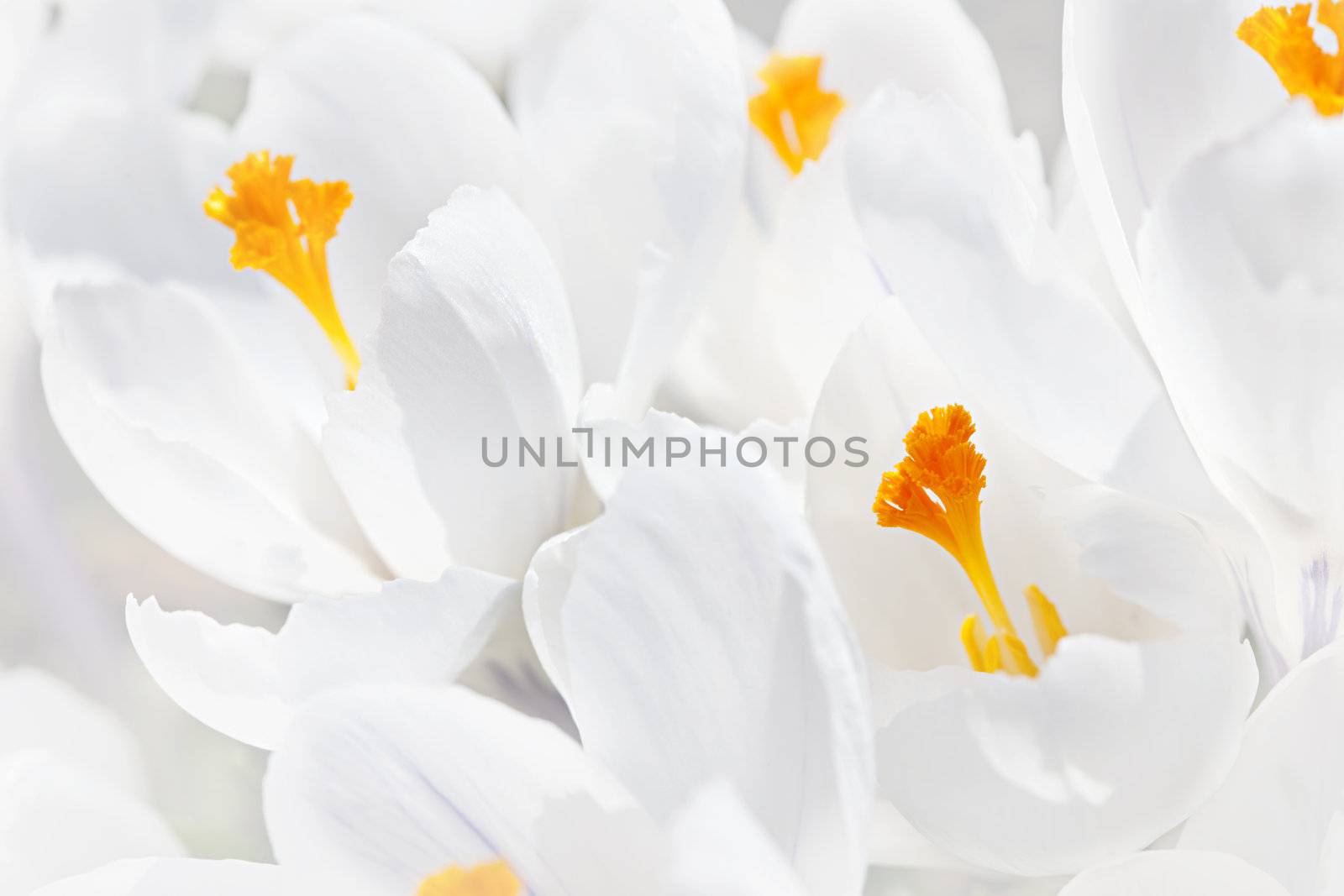 Closeup of beautiful white crocus flowers blossoming