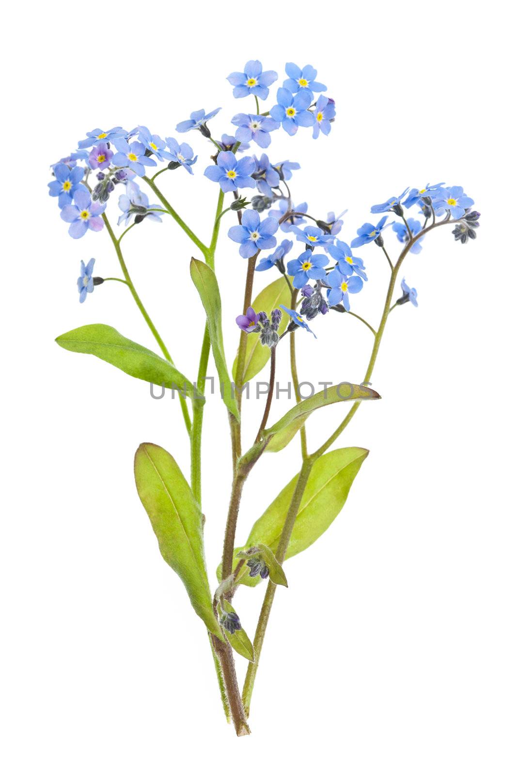 Arrangement of forget-me-not flowers with leaves isolated on white background
