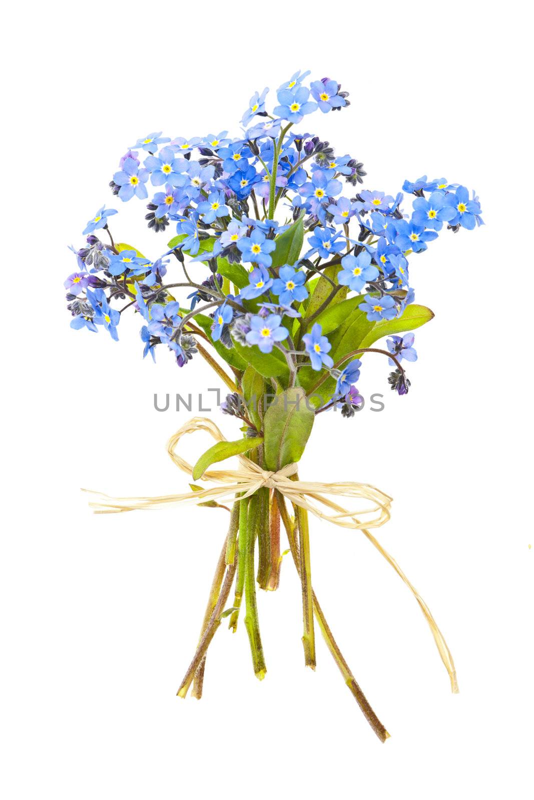 Bouquet of blue wild forget-me-not flowers tied with bow isolated on white