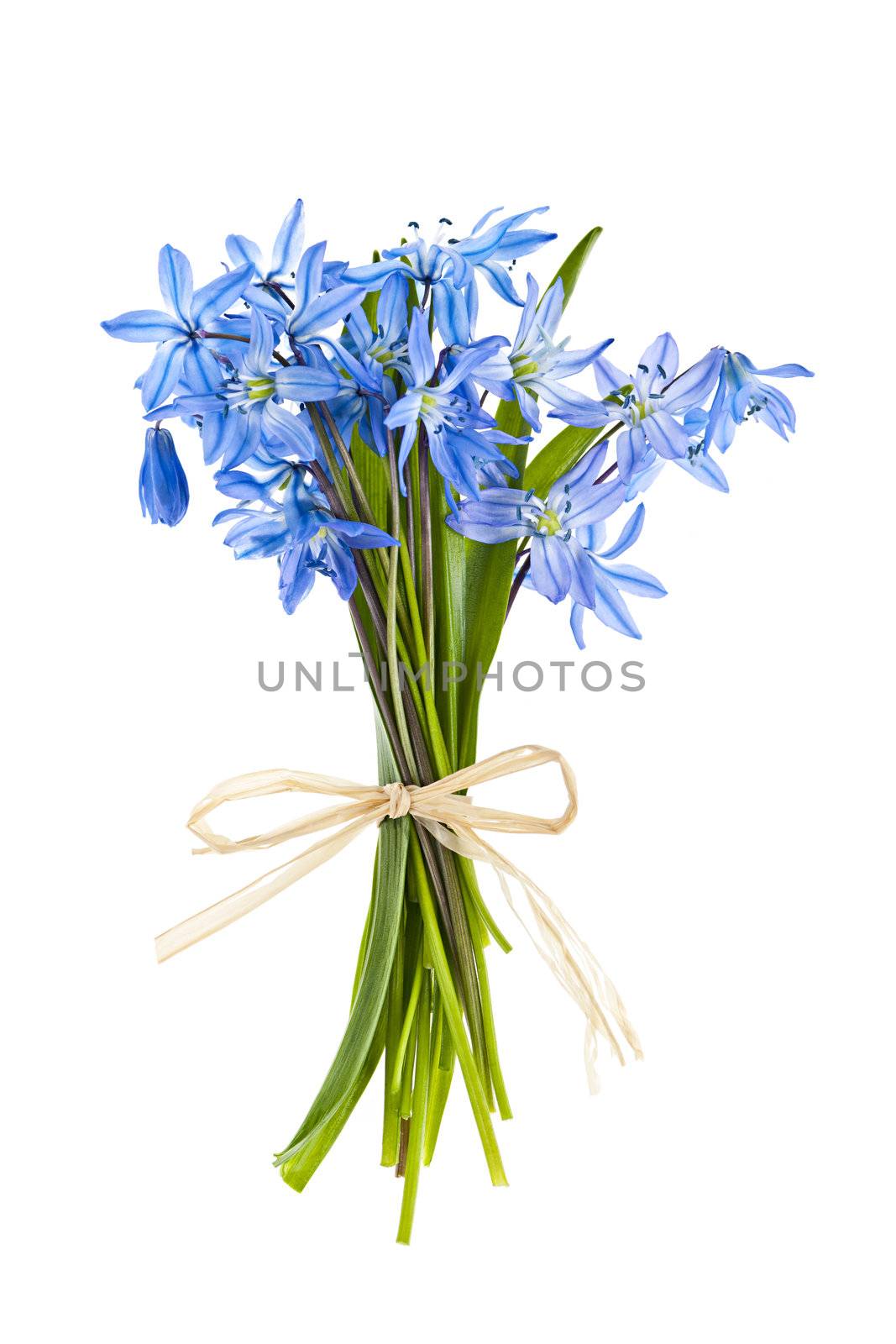 Glory-of-the-snow spring flowers bouquet isolated on white background