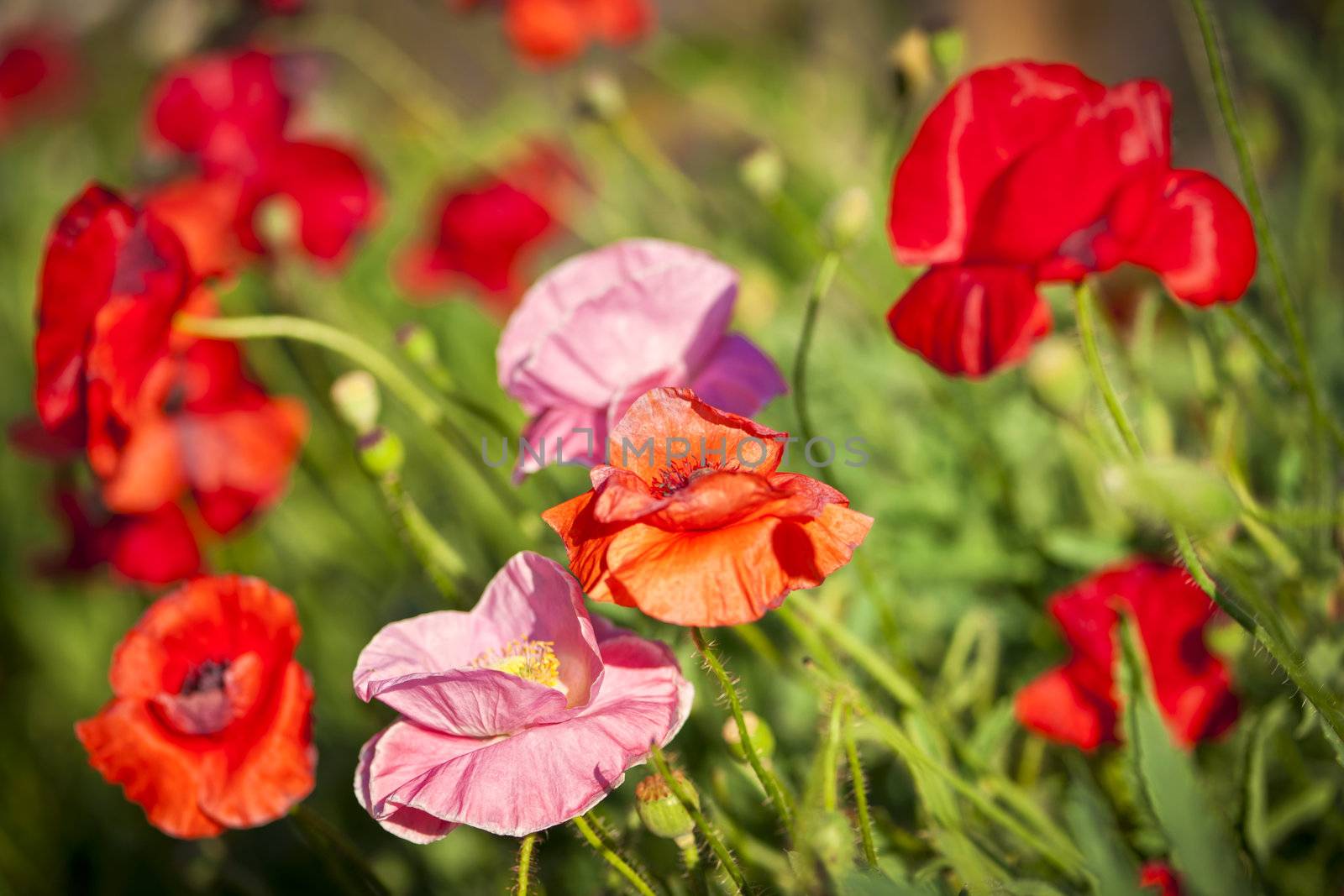 Red and pink poppies in summer garden
