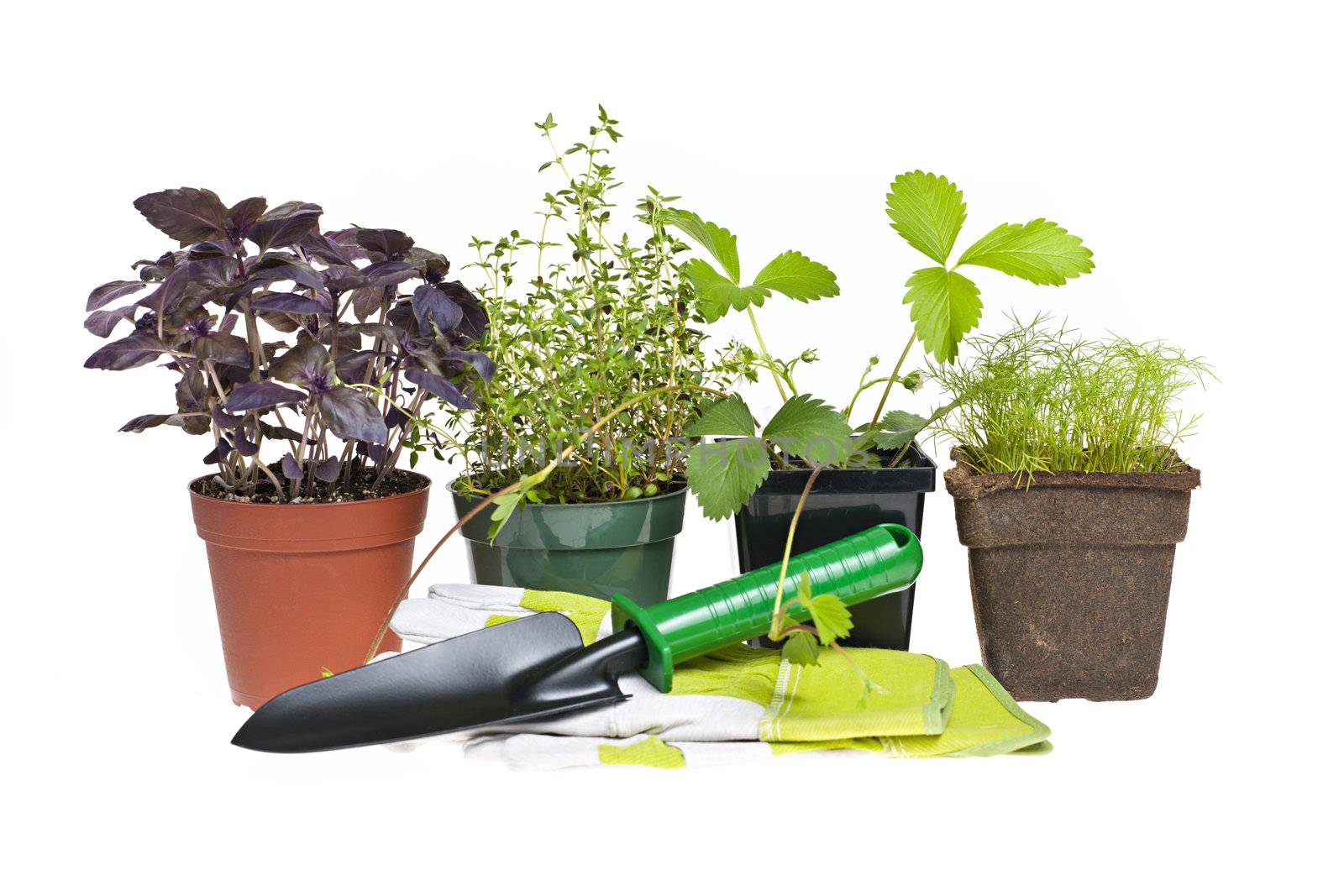 Plants and seedlings with gardening tools isolated on white