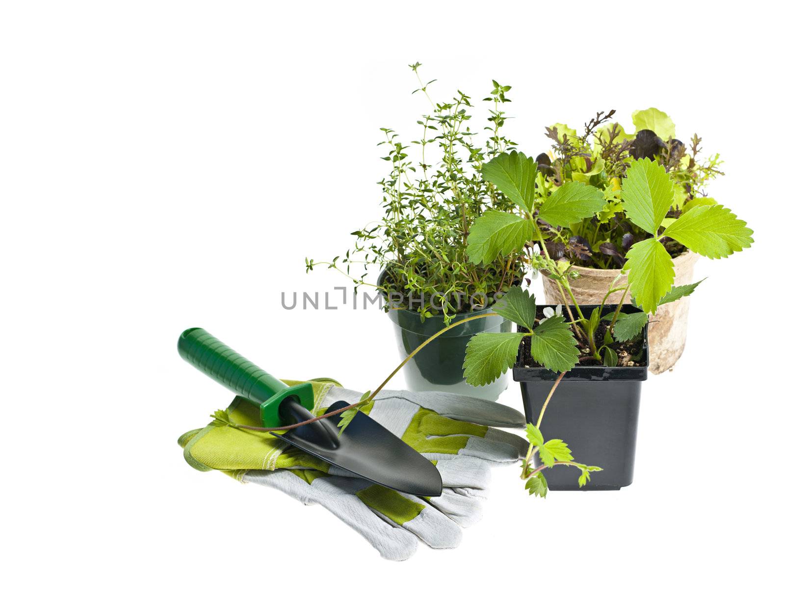 Plants and seedlings in pots with gardening tools isolated on white