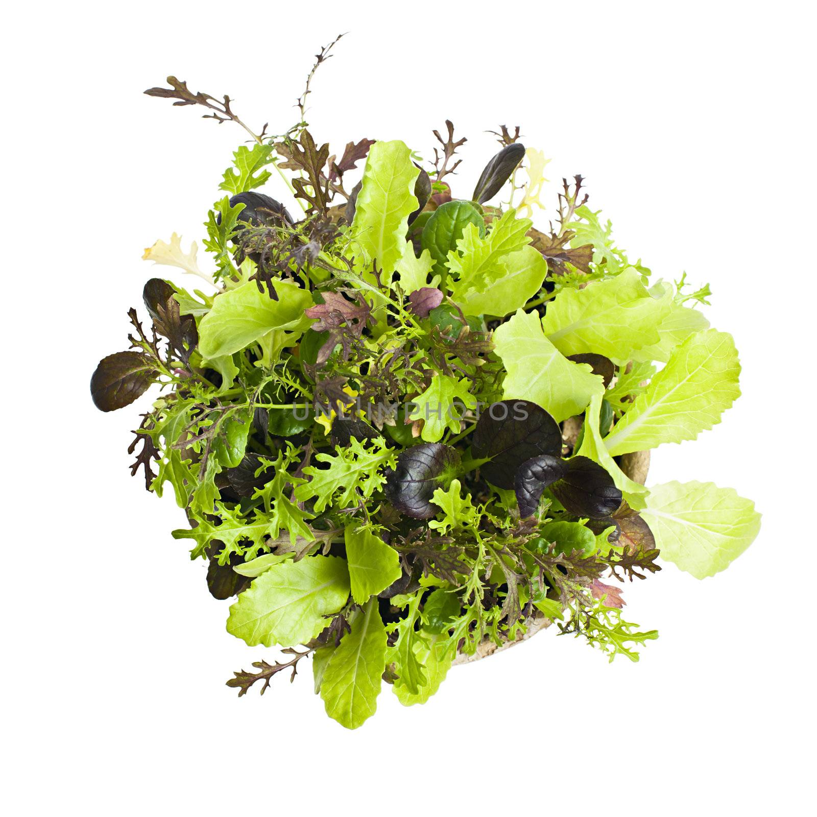 Lettuce seedlings by elenathewise