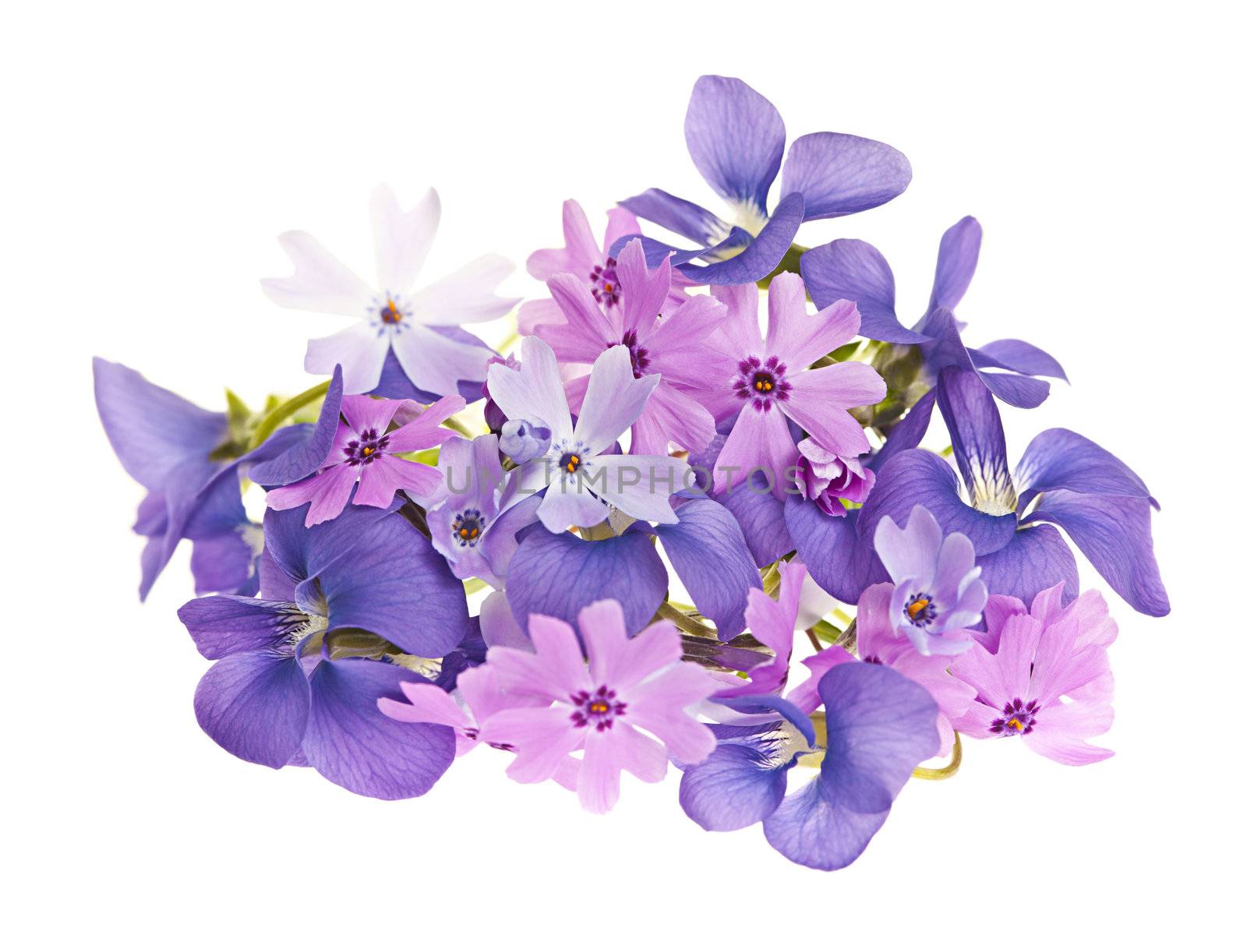 Arrangement of spring flowers purple violets and moss pink isolated on white background
