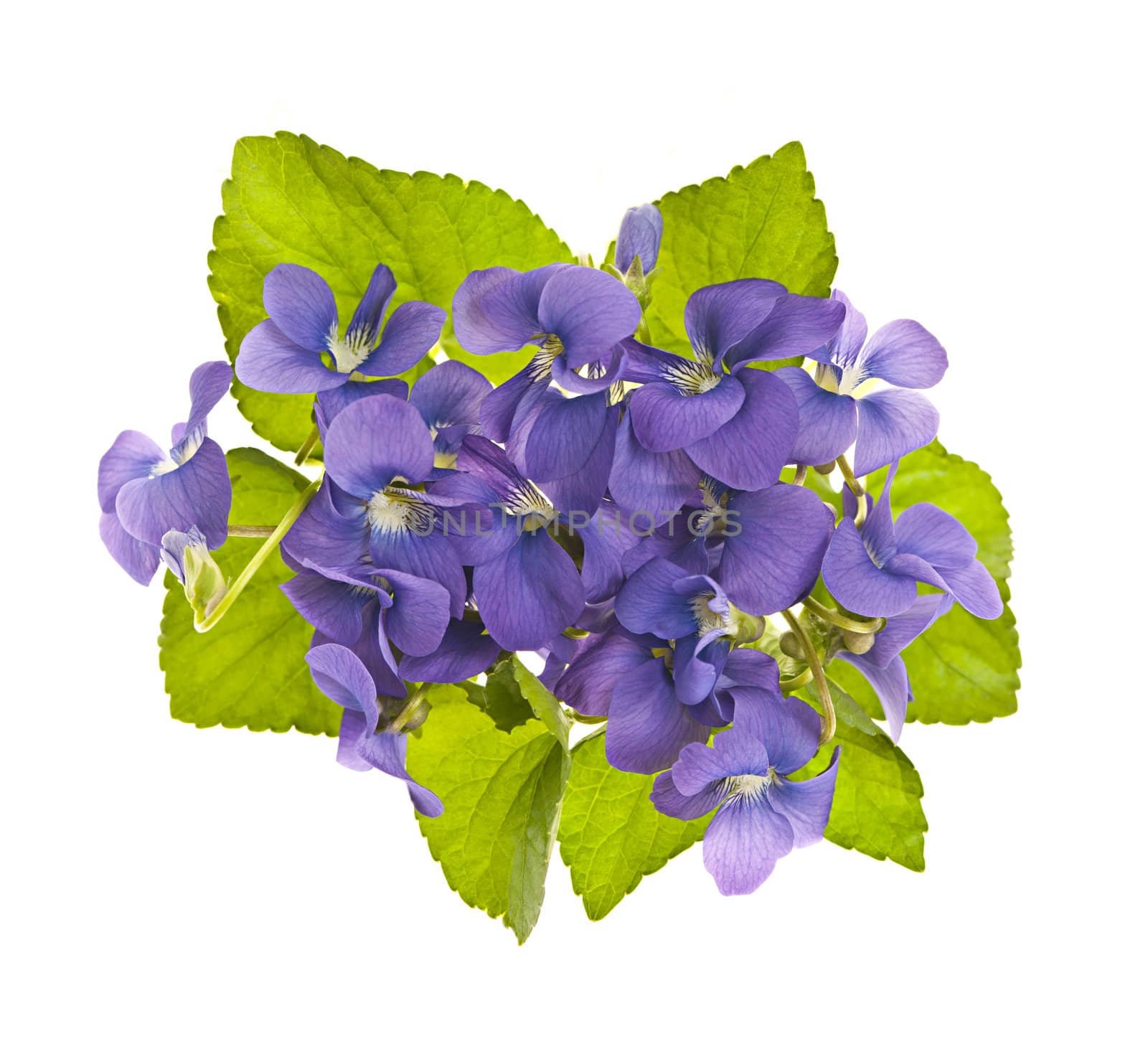 Arrangement of purple wild violets with leaves isolated on white