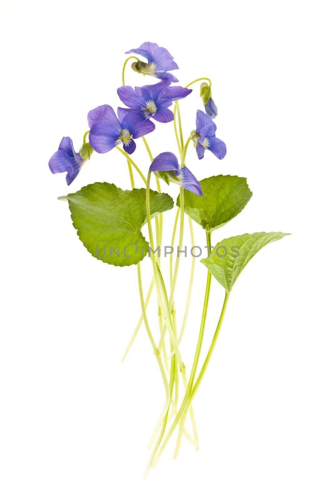 Arrangement of spring purple violets with leaves isolated on white background