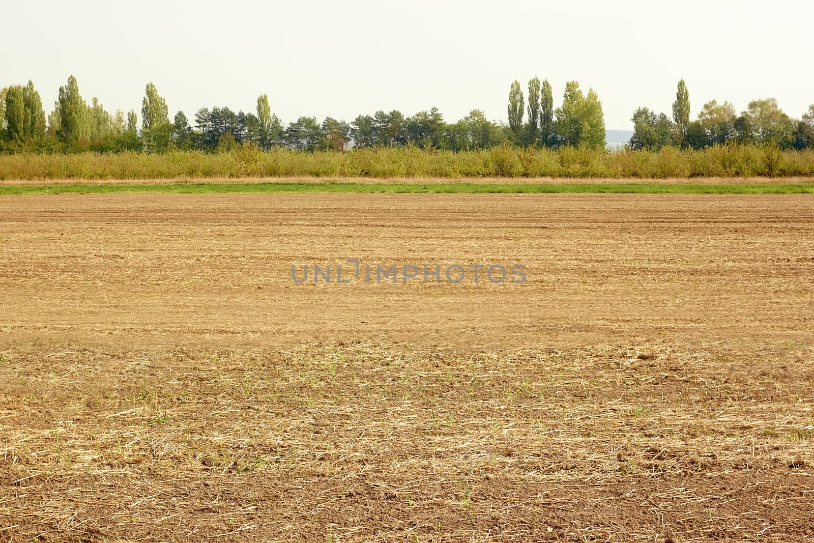 Early autumn field prepared after harvest. In the background a line of trees